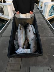 Fishing in Wilmington Island, Georgia