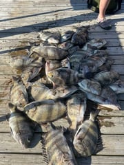 Fishing in Dauphin Island, Alabama