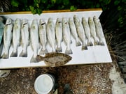 Fishing in Apalachicola, Florida