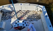 Fishing in Beaufort, North Carolina