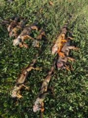 Hunting in Sunrise, Florida