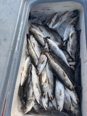 Fishing in Lafitte, Louisiana