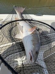 Fishing in Venice, Louisiana