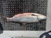 Fishing in Edmonds, Washington