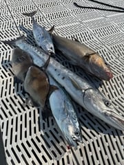 Fishing in Morehead City, North Carolina