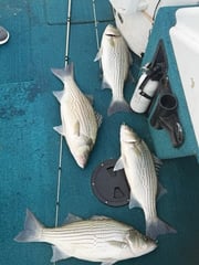 Fishing in Mt. Juliet, Tennessee