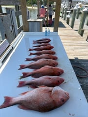 Fishing in Gulf Shores, Alabama