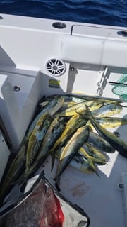 Fishing in Key Biscayne, Florida
