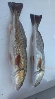 Fishing in Bradenton Beach, Florida