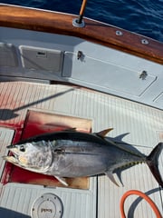 Fishing in San Diego, California