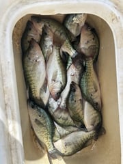 Fishing in Oxford, Mississippi