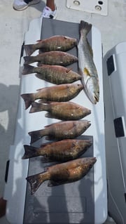 Fishing in Sarasota, Florida