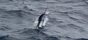 Fishing in Virginia Beach, Virginia