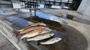 Fishing in Santa Rosa Beach, Florida