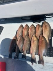 Fishing in Punta Gorda, Florida