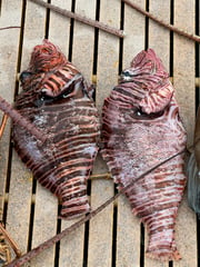Hogfish Fishing in Miami, Florida