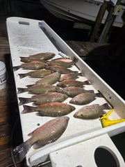 Fishing in Fort Myers Beach, Florida