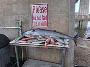 Fishing in Port Orange, Florida