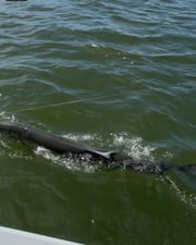Fishing in Apalachicola, Florida