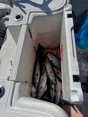 Fishing in Carolina Beach, North Carolina