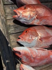 Fishing in Pensacola, Florida