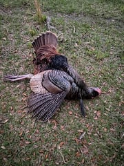 Hunting in Kissimmee, Florida