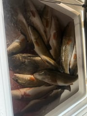 Fishing in Venice, Louisiana