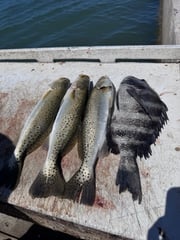Fishing in Sarasota, Florida