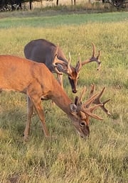 Whitetail Deer Hunting in Bonham, Texas