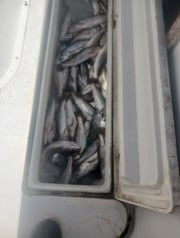 Speckled Trout Fishing in Biloxi, Mississippi