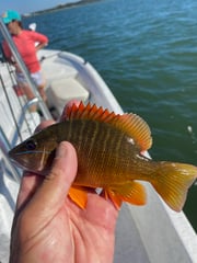 Fishing in Elberta, Alabama