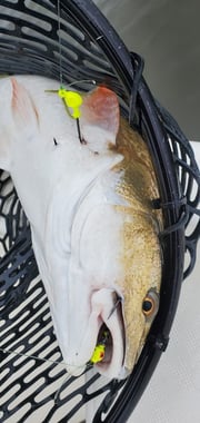 Redfish fishing in Saint Bernard, Louisiana