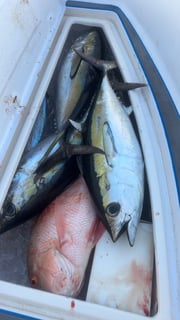Fishing in Big Pine Key, Florida
