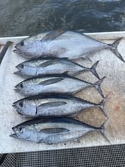 Fishing in Stuart, Florida