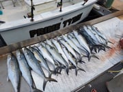 Fishing in Biloxi, Mississippi