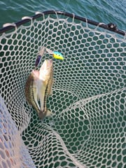 Fishing in Stokesdale, North Carolina