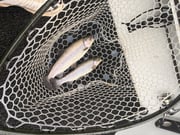 Fishing in Heber Springs, Arkansas