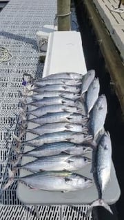 Fishing in Morehead City, North Carolina