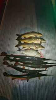 Fishing in Powersite, Missouri