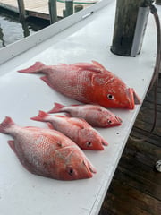 Fishing in Gulf Shores, Alabama