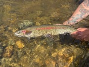 Fishing in Talkeetna, Alaska