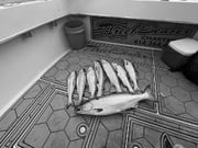 Fishing in Milwaukee, Wisconsin
