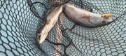 Fishing in Wilmington, North Carolina