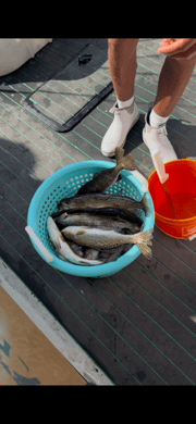 Fishing in St. Petersburg, Florida