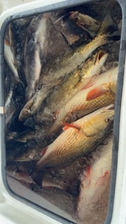 Fishing in Barataria, Louisiana