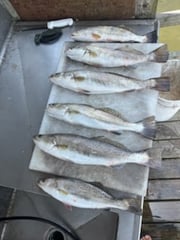 Fishing in South Padre Island, Texas