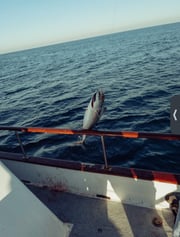 Fishing in San Diego, California