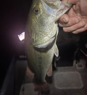 Largemouth Bass Fishing in Briarcliff, Texas