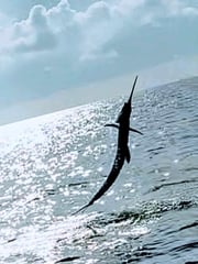 Fishing in Stuart, Florida