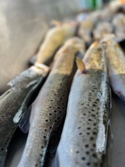 Speckled Trout / Spotted Seatrout Fishing in Port Isabel, Texas